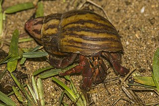 <i>Coenobita rubescens</i> Species of crustacean