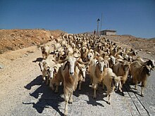 Un troupeau de chèvres emmené paître sur le mont Hermon.