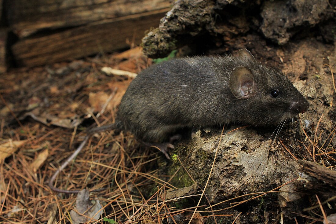 Nelson's spiny pocket mouse