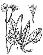 Hieracium murorum Type species