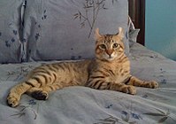 List of experimental cat breeds