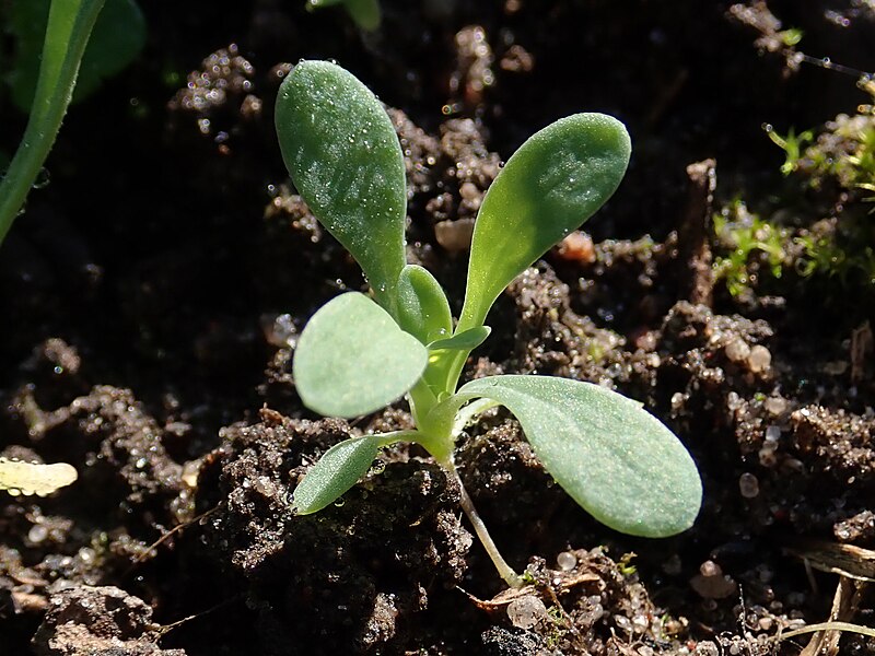 File:Holosteum umbellatum 2022-10-26 0577.jpg