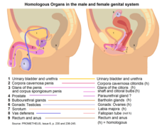 Homologous genital organs 1.png