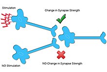 In homosynaptic plasticity, only neurons that are specifically innervated undergo changes in synaptic plasticity Homosynaptic Plasticity-1.jpg