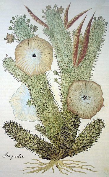 File:Hoodia gordonii00.jpg