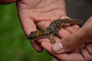 Hoplodactylus pacificus by David Waters.jpg