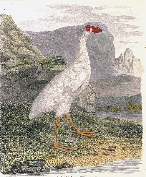 File:HowePurpurhuhn2.jpg