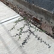 Huizache (Vachellia farnesiana) creciendo en una acera.jpg