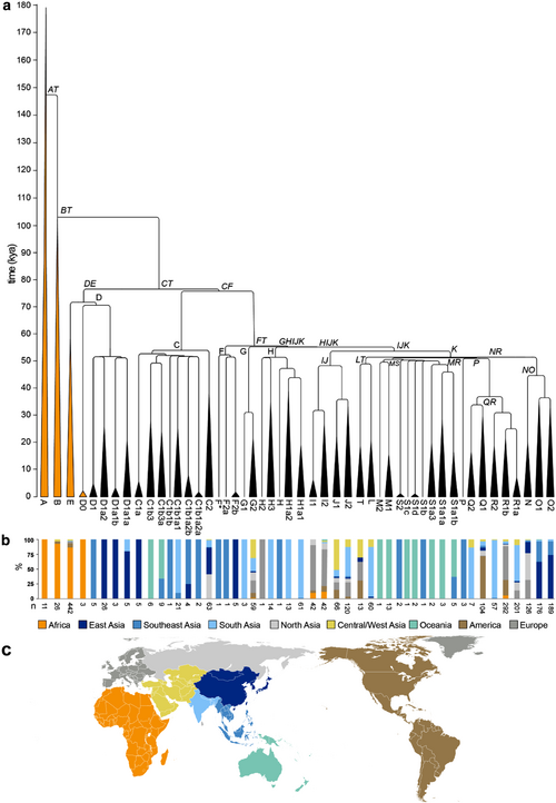 Human Y-DNA phylogeny and haplogroup distribution. *(a) Phylogenetic tree. 'kya' means 'thousand years ago'. *(b) Geographical distributions of haplogroups are shown in color. *(c) Geographical color legend. Human Y-DNA phylogeny and haplogroup distribution.png