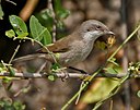 Hume's Lesser Whitethroat (Sylvia althaea) in Hyderabad, AP W IMG 1441.jpg