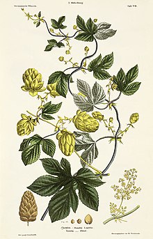 Humulus lupulus (1845) published by Matthias Trentsensky (Source: Wikimedia)