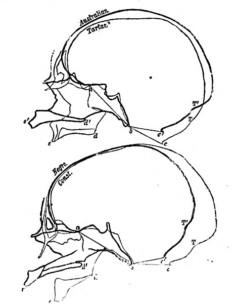 File:Huxley - De la place de l'homme dans la nature (page 327 crop).jpg