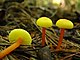 Hygrocybe subminutula Murrill 106210.jpg