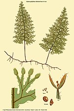 Vignette pour Hymenophyllum valvatum