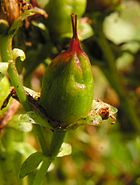 Hypericum perforatum20090812 046.jpg