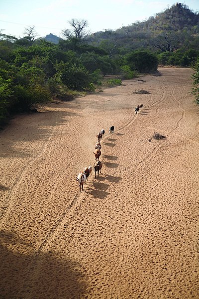 File:ILRI, Stevie Mann - Cattle herd walks home along dry river bed in Tete Province, Mozambique.jpg