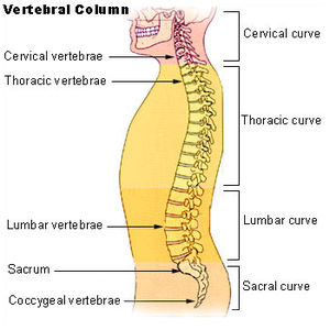 The lumbar region in regards to the rest of th...