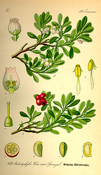 Illustration_Arctostaphylos_uva-ursi0.jpg