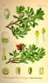 Arctostaphylos uva-ursi plate 462 in: Otto Wilhelm Thomé: Flora von Deutschland, Österreich u.d. Schweiz, Gera (1885)