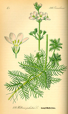 Illustration Hottonia palustris0.jpg