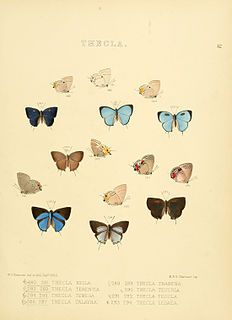 <i>Iaspis</i> Butterfly genus in family Lycaenidae