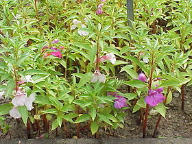 Impatiens balsamina – Wikipédia, a enciclopédia livre