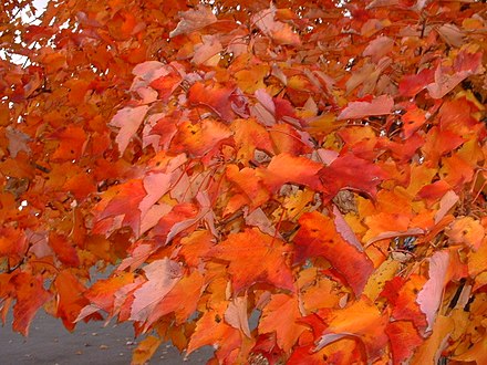 The brilliant colors of autumn in New York