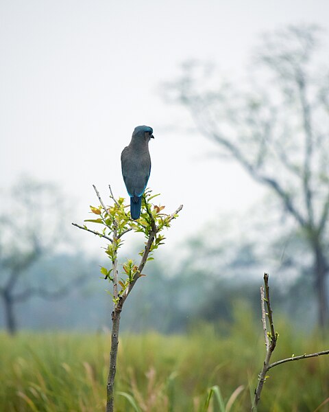 File:Indochinese Roller at Kaziranga National Park.jpg