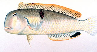 <i>Iniistius baldwini</i> Species of fish