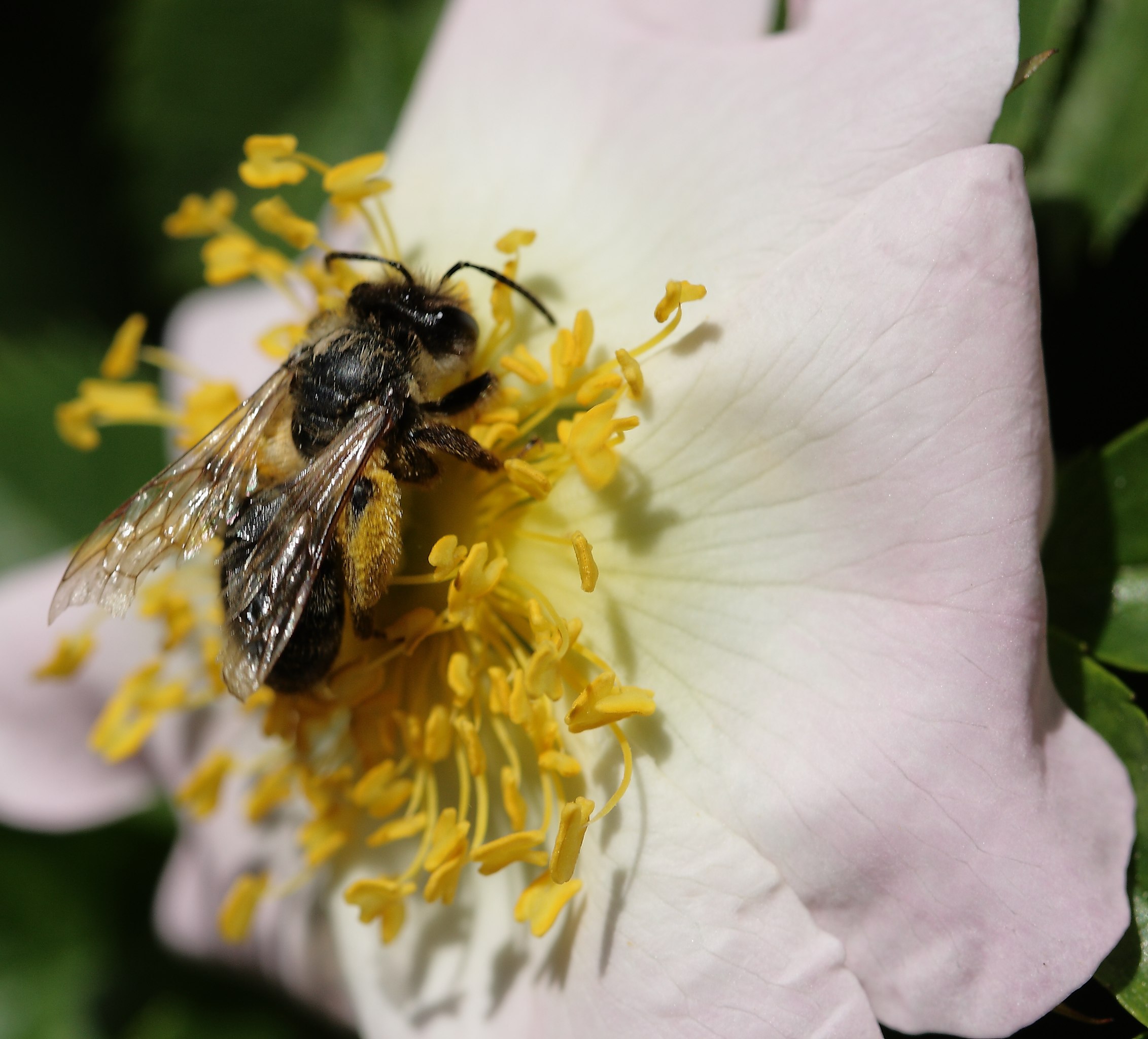 hul neutral fe File:Insekt auf einer Blüte der Hunds-Rose 7923.JPG - Wikimedia Commons