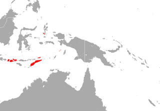 <span class="mw-page-title-main">Insular horseshoe bat</span> Species of bat