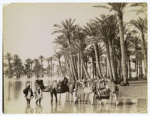 Inundation du Nil et palmiers..jpg