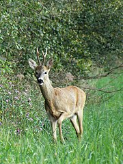 Capreolus capreolus