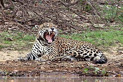 Jaguar (Panthera onca palustris) male Rio Negro 2.JPG