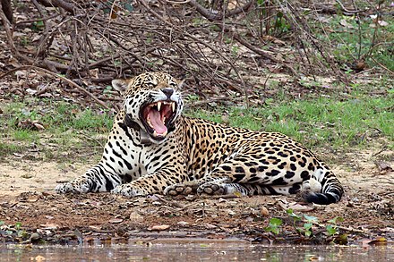A jaguar yawning alongside the Rio Negro in the Pantanal