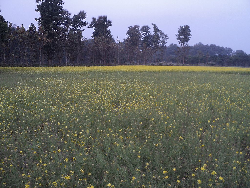 Jaldapara National Park