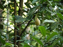 Myristica fragrans unripe fruit Jayaphal (Konkani- jaayphl) (6935056401).jpg