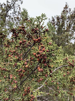 <i>Juniperus pinchotii</i> Species of conifer