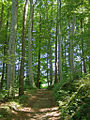 Wald beim Krumbad / forest near Krumbad