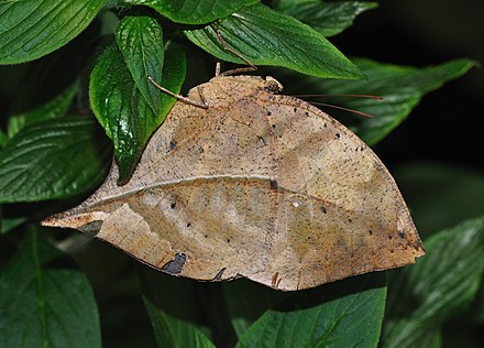 Kallima inachus masquerading as a dead leaf