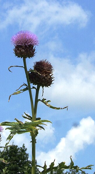 File:Kardoen (Cynara cardunculus) 02.jpg