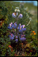 Katmai National Park and Preserve KATM4537.jpg