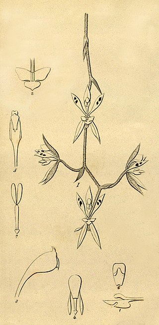 <i>Kegeliella</i> Genus of orchids