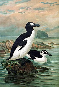 Keulemans-GreatAuk.jpg