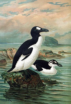 Siivetönruokki (Pinguinus impennis) kesä- ja talviasussaan. John Gerrard Keulemansin (1842–1912) maalaus.