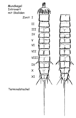 Stekelwormen