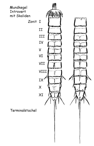 <i>Zelinkaderes</i> Genus of small marine invertebrates