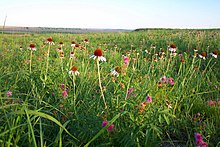 Kirwin Prairie Flowers (7468776398).jpg