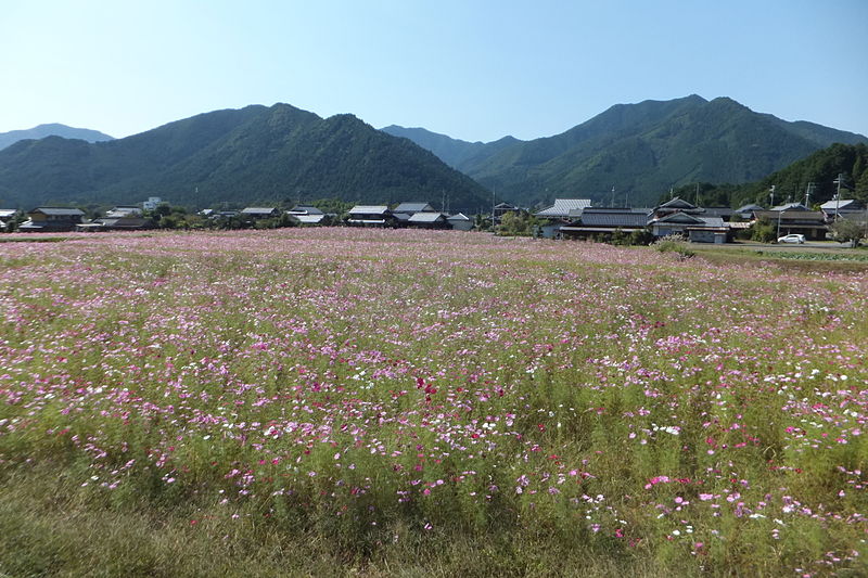 File:Kiyozumi cosmos park No,21.JPG