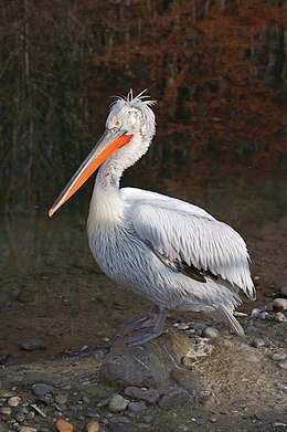 Garbanotasis pelikanas (Pelecanus crispus)